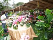 Ghana Garden and Flower show